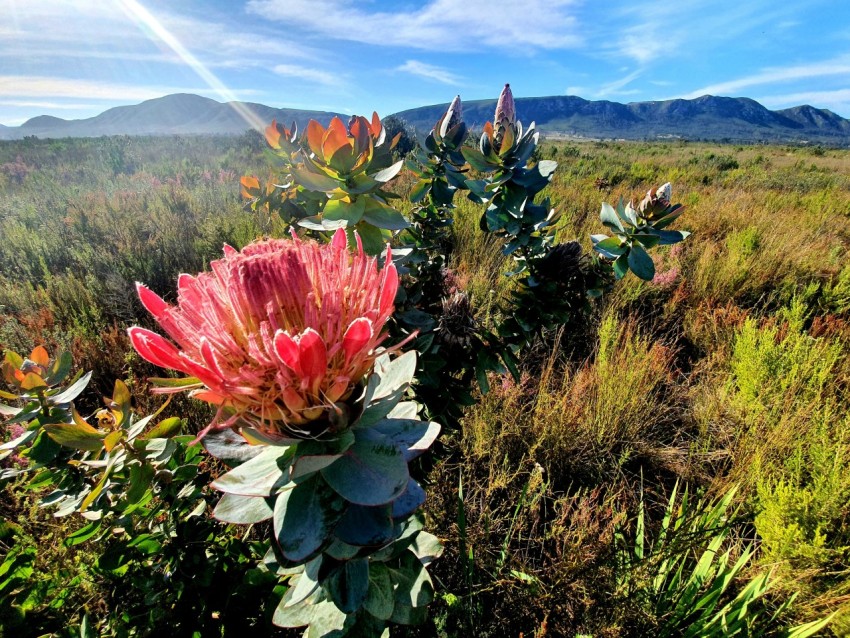 a group of plants with flowers