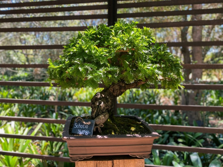 a bonsai tree in a pot on a table