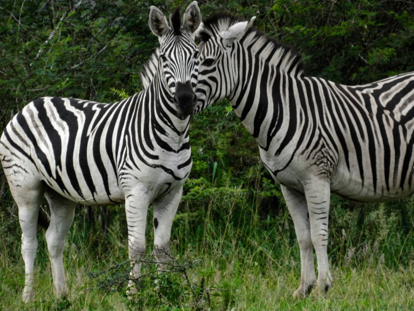 zebra standing on green grass field during daytime