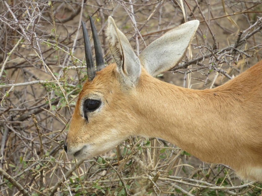 a close up of a gazelles face in the brush