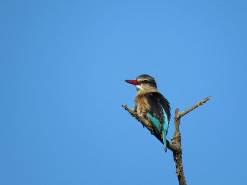 blue and brown bird on brown tree branch during daytime