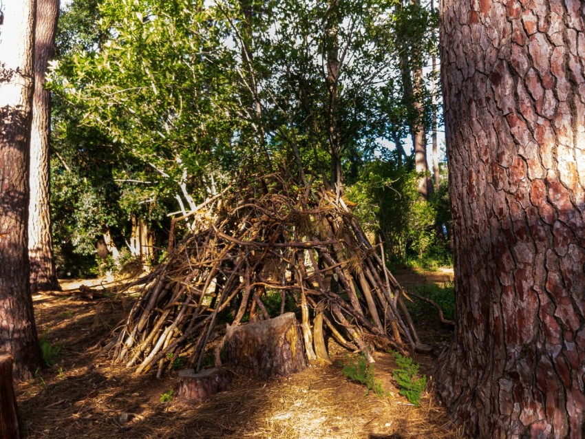 a small teepee in the middle of a forest