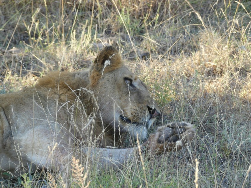 a lion laying in the grass with its mouth open