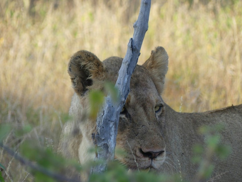 a close up of a lion near a tree