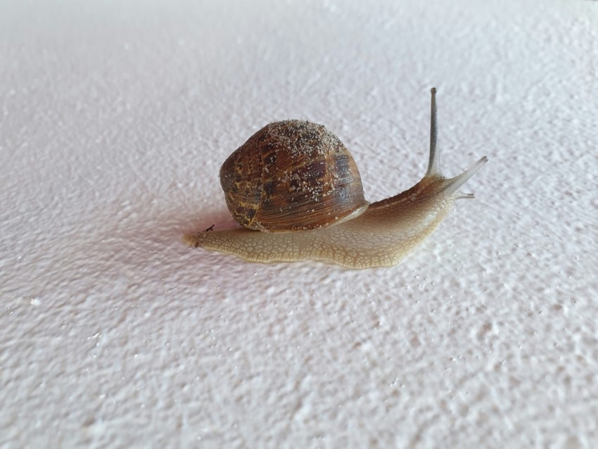 a close up of a snail on a white surface