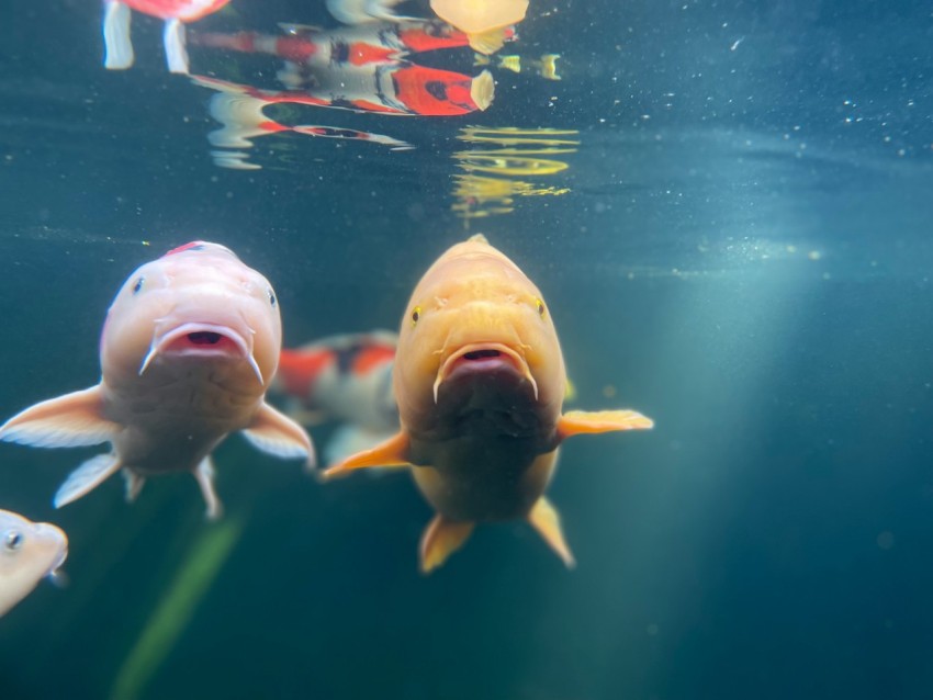 yellow and white fish in water