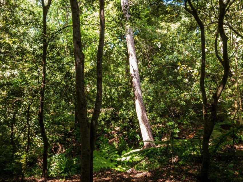 a forest filled with lots of green trees