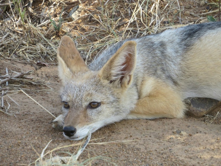 a wolf laying on the ground in the dirt