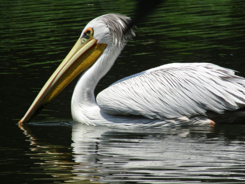 white pelican on body of water