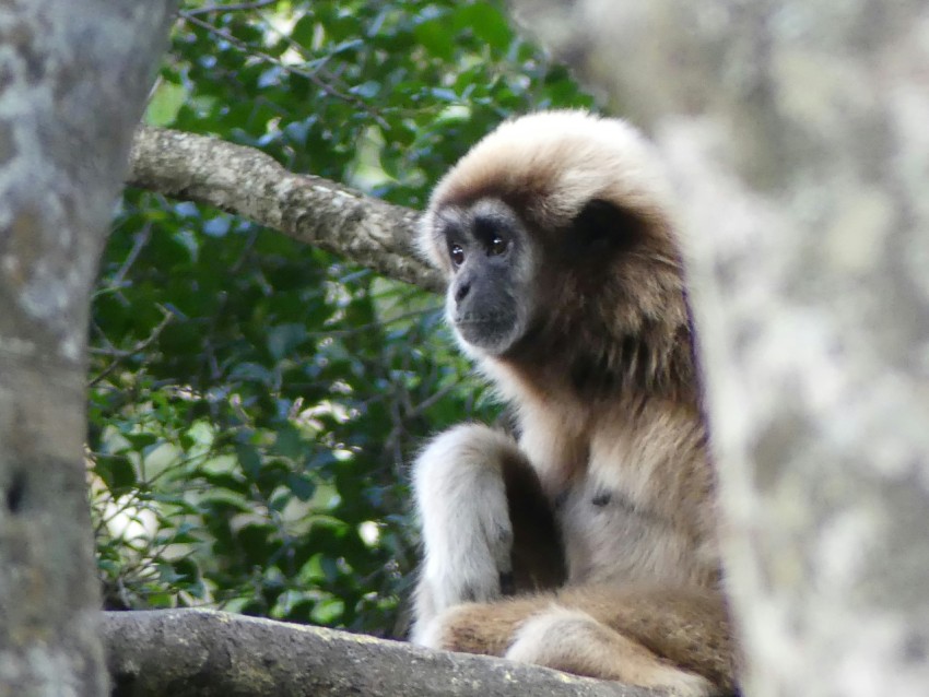 a monkey that is sitting on a tree branch