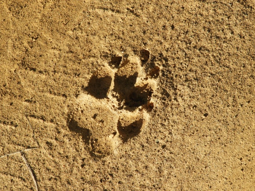 a dog paw print in the sand on a beach