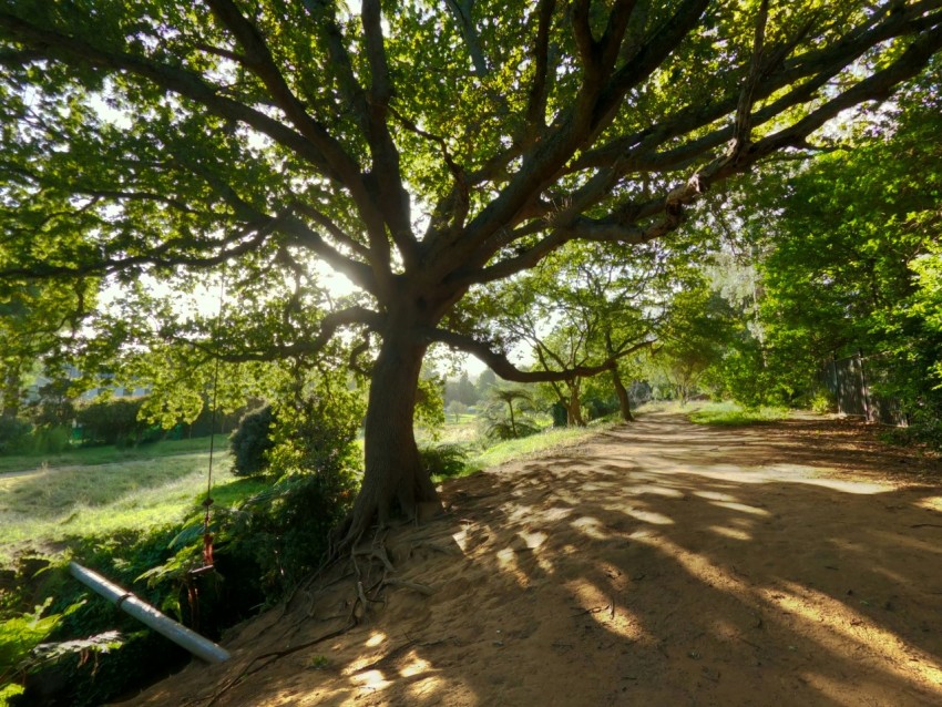 the sun shines through the trees on a dirt road hKHi19lv8