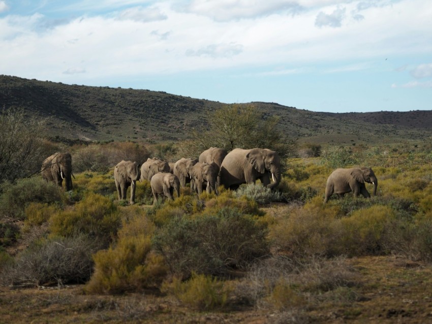 group of elephants on green grass field during daytime j