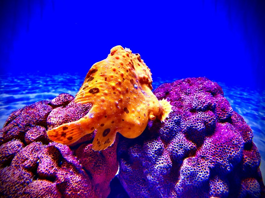 yellow puffer fish