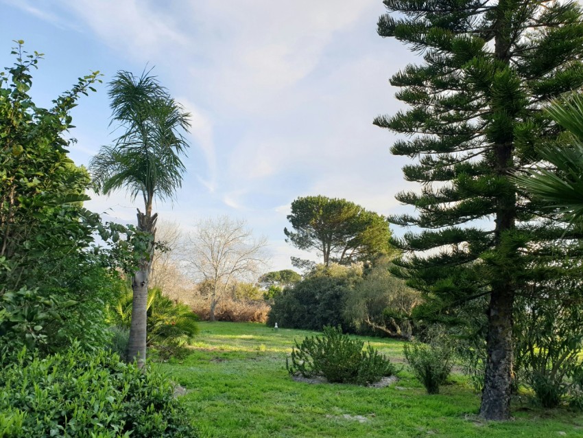 a lush green field with trees and bushes