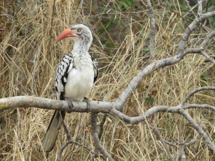 a bird sitting on a branch in a tree