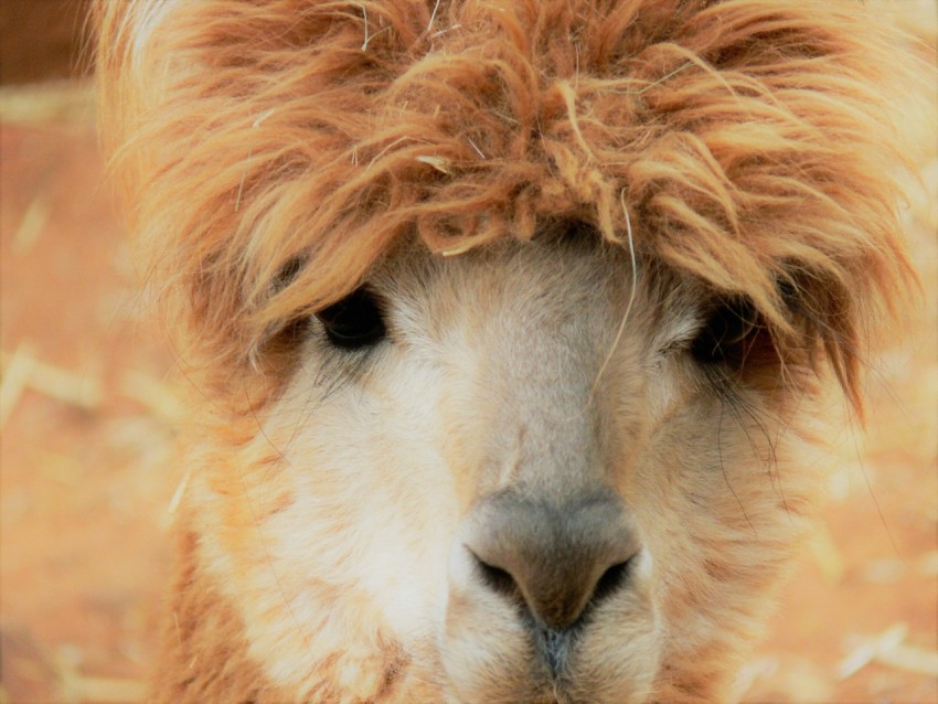 close up photo of brown llama