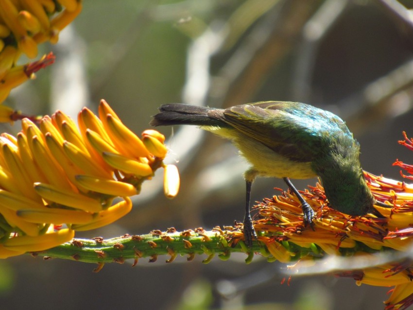 a small bird is perched on a flower 3MNDKq9D