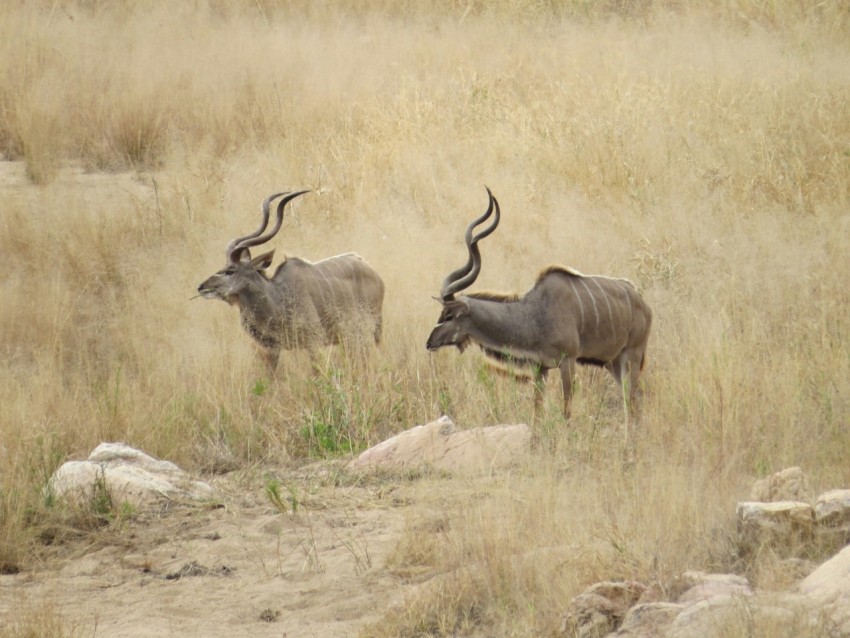 a couple of animals that are standing in the grass WMqIy