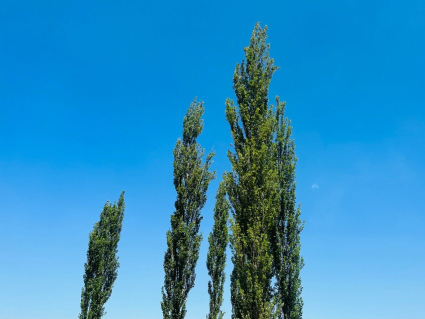 a row of trees with a blue sky in the background