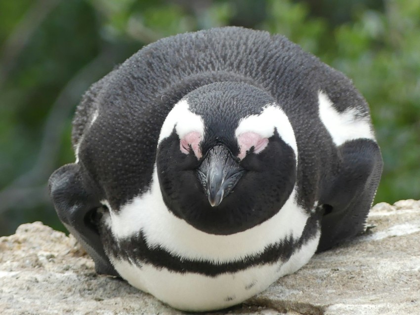 a close up of a penguin on a rock