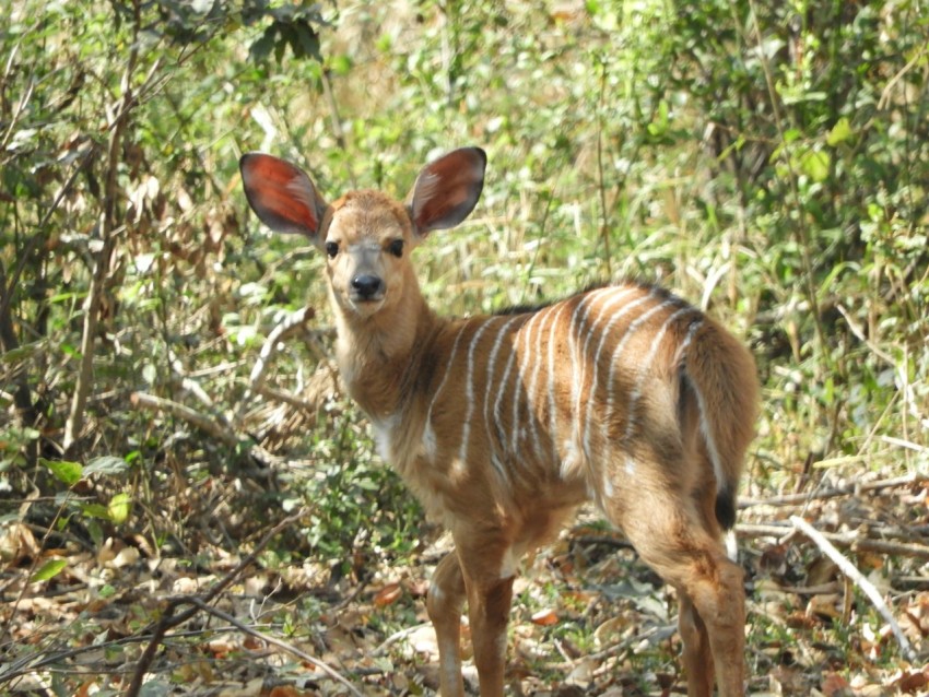 a young deer standing in the middle of a forest