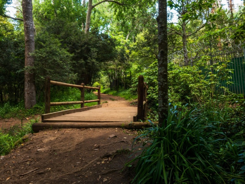 a wooden bridge in the middle of a forest