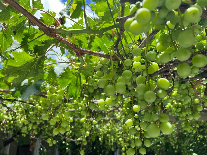 a bunch of green grapes hanging from a tree