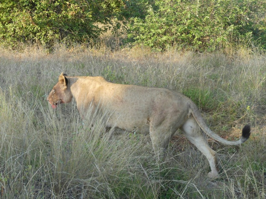 a lion walking through a field of tall grass