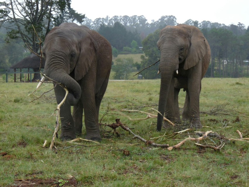 elephant eating grass on green grass field during daytime