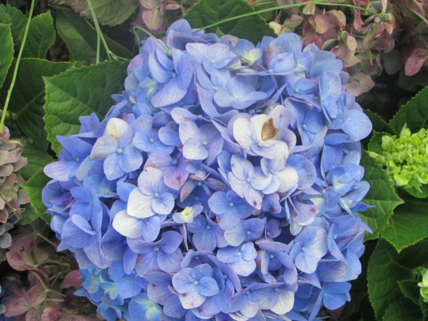 a close up of a bunch of blue flowers