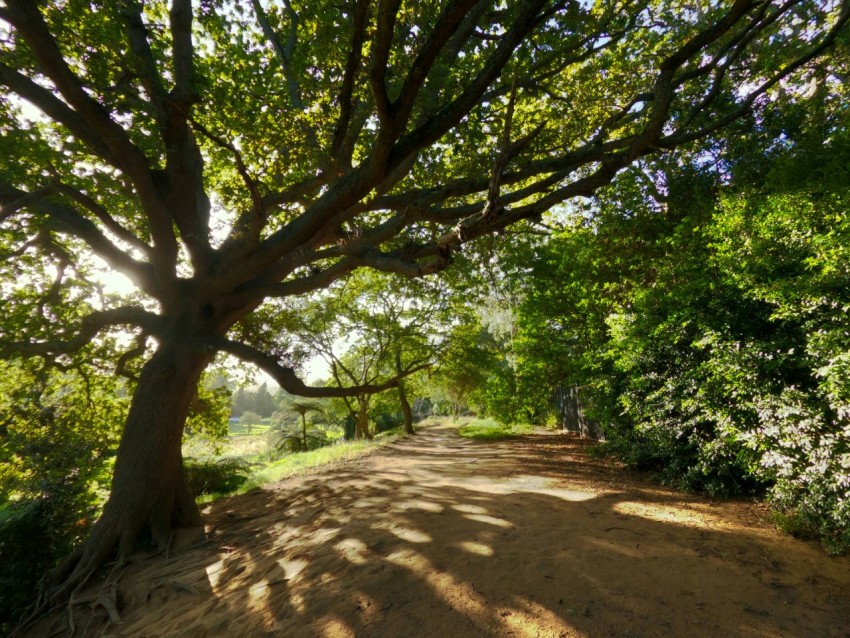 a dirt road surrounded by lots of trees