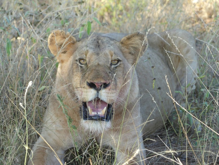 a lion laying in the grass with its mouth open