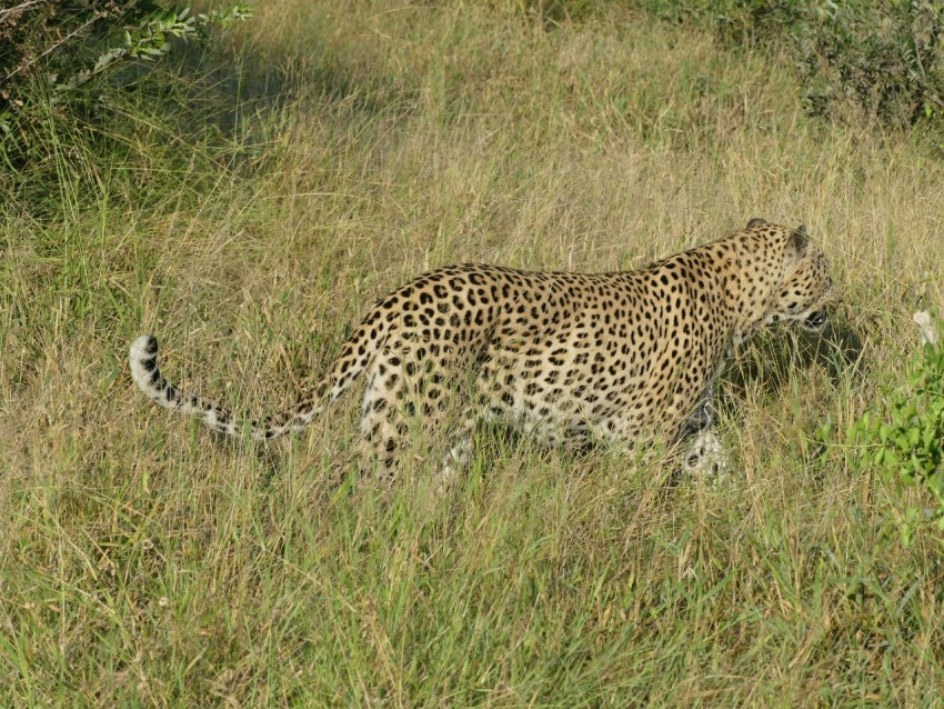 a cheetah walking through tall grass in the wild