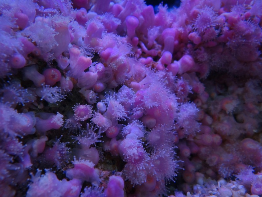 a close up of a purple sea anemone