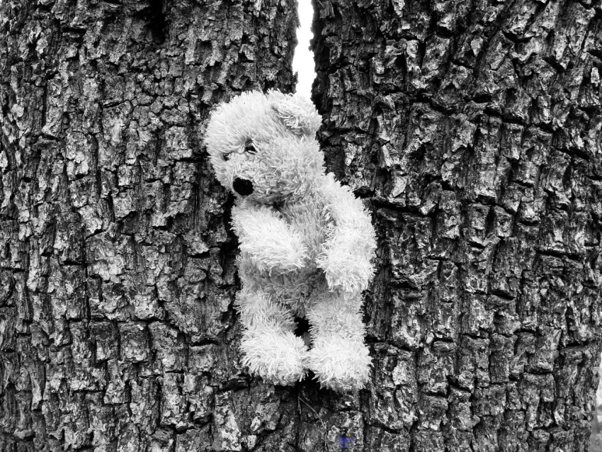 a teddy bear stuck in the bark of a tree