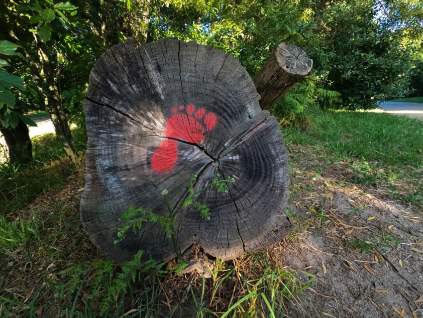 a tree stump with a red hand print on it