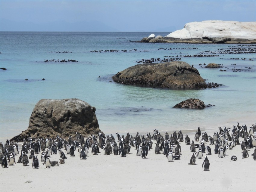 a large group of penguins standing on a beach