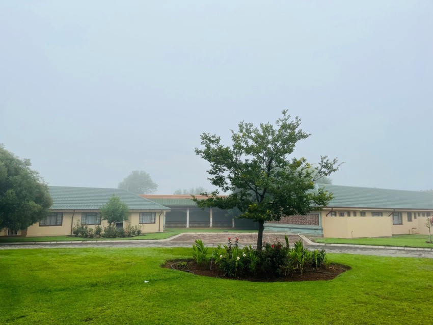 a tree in the middle of a grassy area