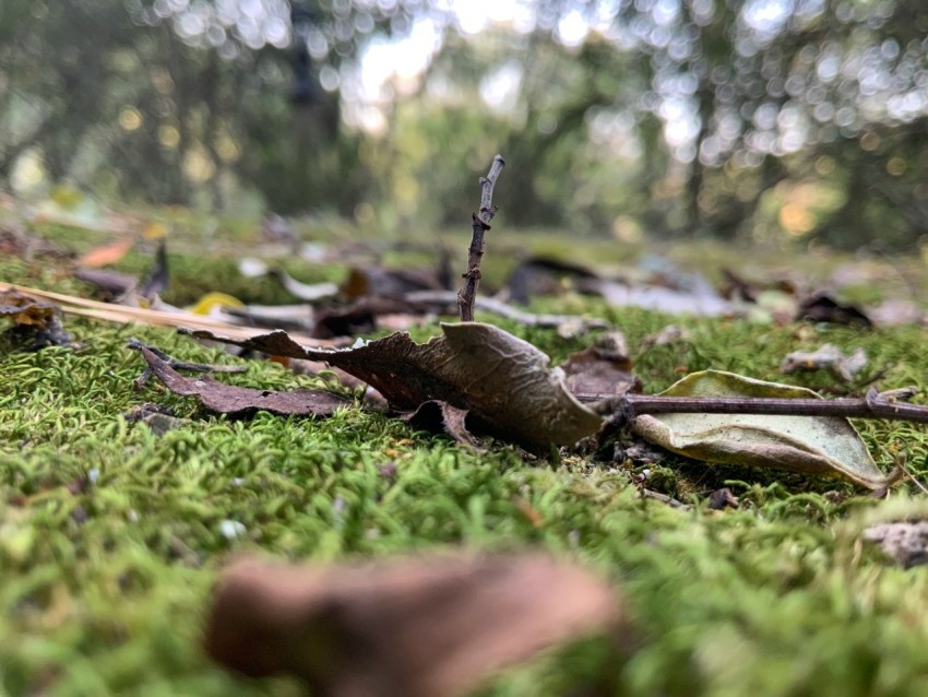 brown dried leaf on green grass during daytime Vd