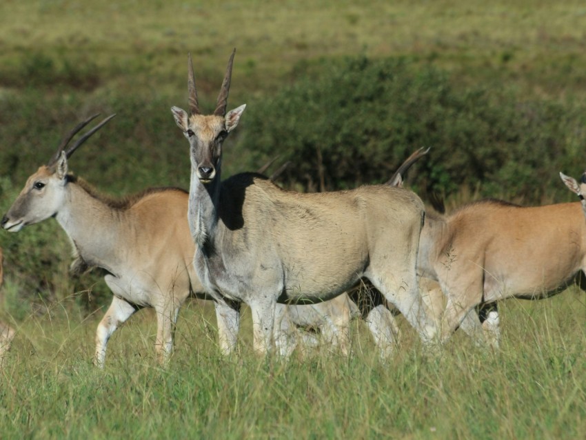 a herd of antelope walking across a grass covered field