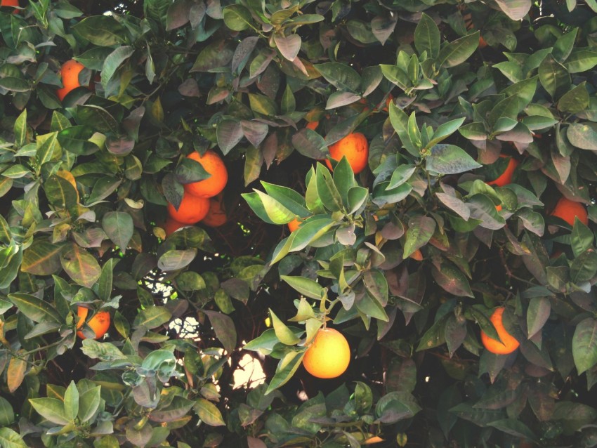 orange fruit on green leaves t