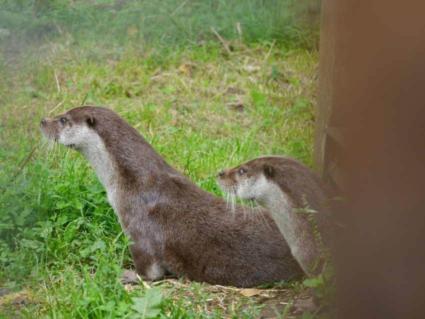 a couple of animals that are standing in the grass