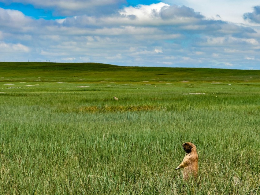 a person standing in a field of tall grass