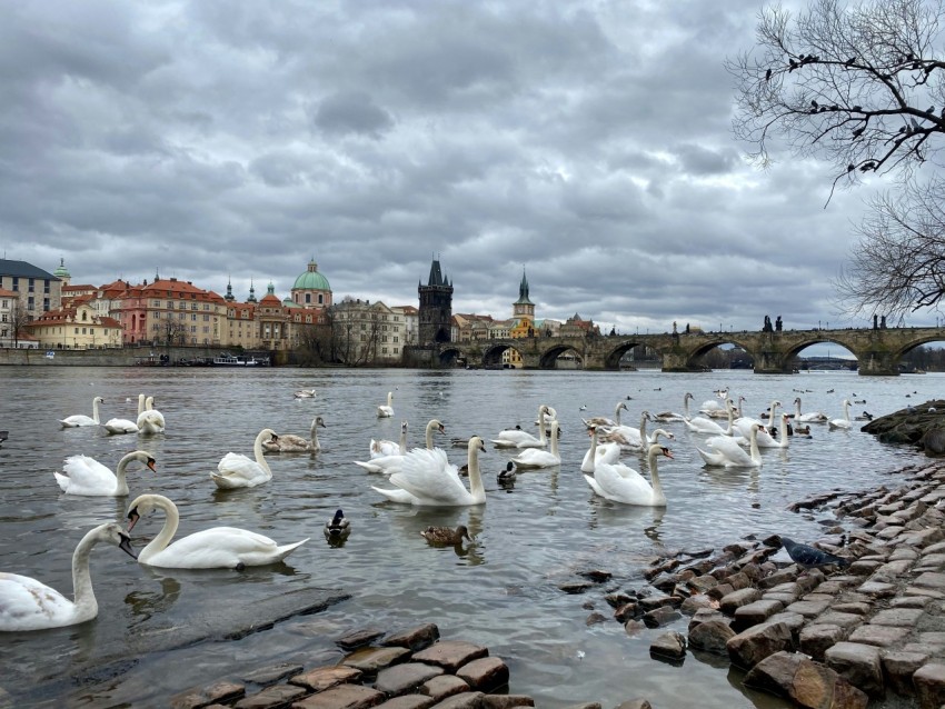 a bunch of swans are swimming in the water