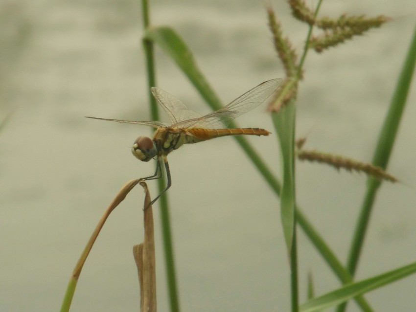 a close up of a dragonfly on a plant