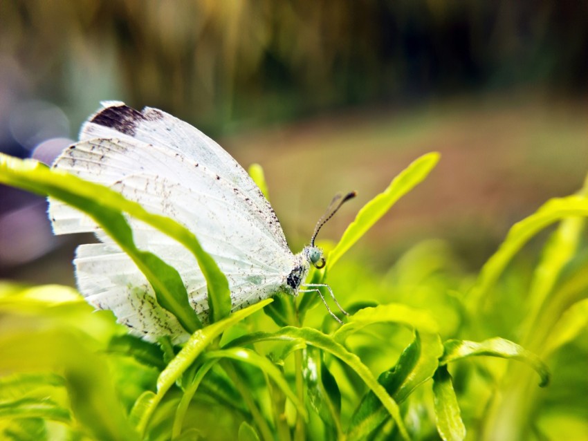 a white butterfly sitting on top of a green plant