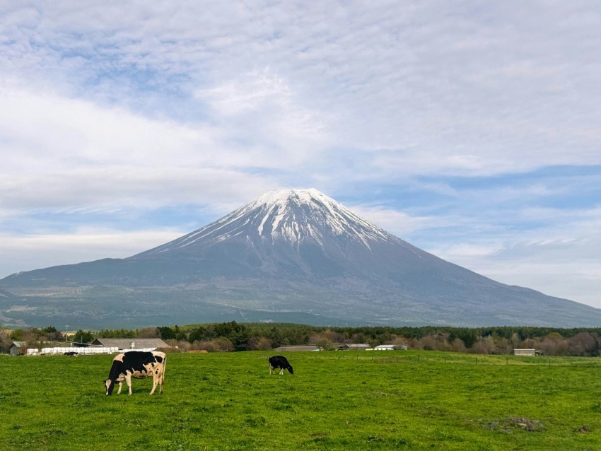 a herd of cattle grazing on a lush green field