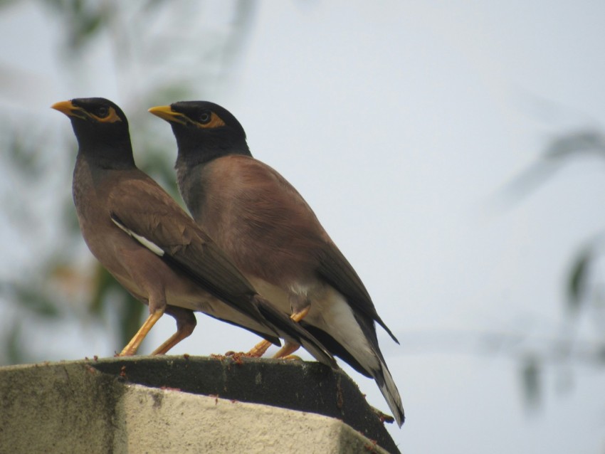 two birds standing on top of a cement wall r7JyJ3