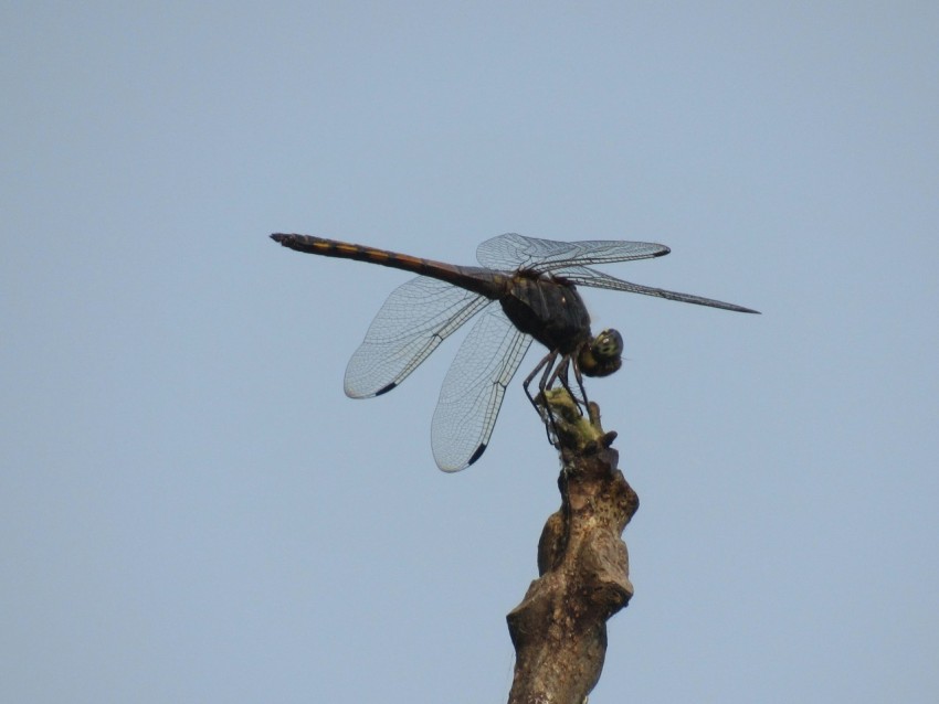 a dragonfly sitting on top of a tree branch